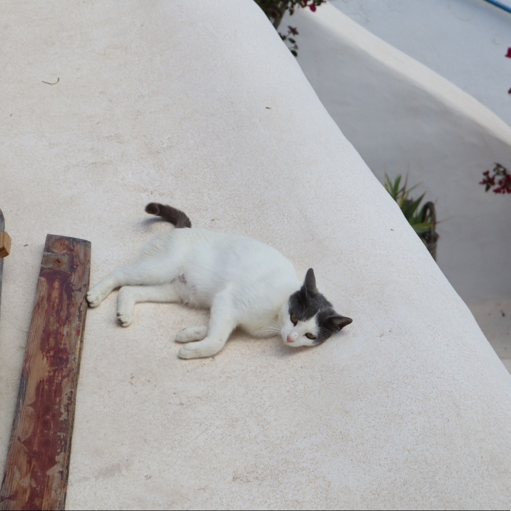 Meet your Posher, Debbi